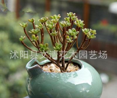 批量采購(gòu)仙人掌多肉 引進(jìn)日本品種，凈化辦公桌面的室內(nèi)盆栽新寵